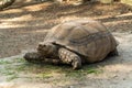 Russia. Krasnodarskiy kray. August 14, 2022. A large spur-bearing turtle in the Gelendzhik Safari Park.