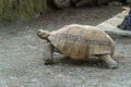 Russia. Krasnodarskiy kray. August 14, 2022. A large spur-bearing turtle in the Gelendzhik Safari Park.