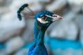 Russia. Krasnodarskiy kray. August 14, 2022. Peacock head close-up in Gelendzhik Safari Park.