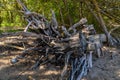 Russia. Kronstadt. May 30, 2021. Snags of bizarre shape from the roots of trees.