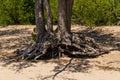 Russia. Kronstadt. May 30, 2021. Snags of bizarre shape from the roots of trees.