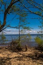 Russia. Kronstadt. May 30, 2021. Snags of bizarre shape from the roots of trees.