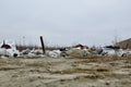 Russia, Leningrad region-November 2019: a garbage dump near the residential quarters of Mega Parnas. Environmental disaster of the
