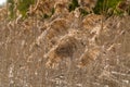 Russia. May 15, 2021. Morning view of spring reeds on Sukhodolsky lake.