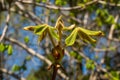 Russia. May 1, 2021. Young chestnut leaves in the parks and squares of Kronstadt. Royalty Free Stock Photo