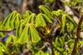 Russia. May 1, 2021. Young chestnut leaves in the parks and squares of Kronstadt. Royalty Free Stock Photo