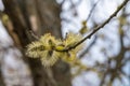 Russia. May 2, 2022. Young willow shoots in parks and squares of Lomonosov.