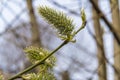 Russia. May 2, 2022. Young willow shoots in parks and squares of Lomonosov.