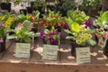 13-05-2019, Russia, Moscow, Exhibition of garden flowers primrose in the Pharmaceutical garden