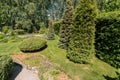 Russia, Moscow- July 06, 2019: green coniferous garden, spruce fir-tree plants by the country house. beautiful landscaping Royalty Free Stock Photo