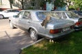 Russia, Moscow - May 04, 2019: Striped homeless street cat jumps off from the trunk lid of old silver Mercedes Benz. Warm spring