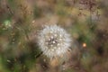 Russia - Moscow region - Dundelion Taraxacum seed head close-u