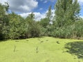 Russia, Moscow region, Noginsky district, 43 km of Nosovikhinsky highway. Coot ducks swim in the pond