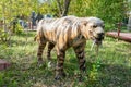 Russia, Moscow - September 29, 2018: Life-size ice age prehistoric extinct saber-toothed tiger