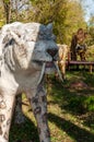 Russia, Moscow - September 29, 2018: Life-size ice age prehistoric extinct saber-toothed tiger