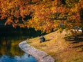 A lonely man sits thoughtfully on the bank of a pond among ducks under a large autumn tree