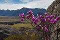 Rhododendron bloom Royalty Free Stock Photo