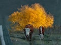 Autumn pastures of the Altai Mountains Royalty Free Stock Photo