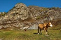 Autumn pastures of the Altai Mountains Royalty Free Stock Photo