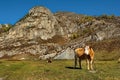 Autumn pastures of the Altai Mountains Royalty Free Stock Photo