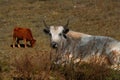 Autumn pastures of the Altai Mountains Royalty Free Stock Photo