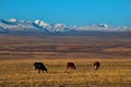 Autumn pastures of the Altai Mountains Royalty Free Stock Photo