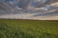 The movement of the thunderclouds over the fields of winter wheat in early spring in the vast steppes of the Don. Royalty Free Stock Photo