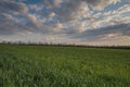 The movement of the thunderclouds over the fields of winter wheat in early spring in the vast steppes of the Don. Royalty Free Stock Photo