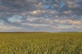 The movement of the thunderclouds over the fields of winter wheat in early spring in the vast steppes of the Don. Royalty Free Stock Photo