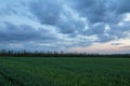 The movement of the thunderclouds over the fields of winter wheat in early spring in the vast steppes of the Don. Royalty Free Stock Photo