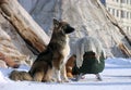 Russia, Nadym. The dog is guarding the bag lying on the sledge.