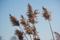 Russia, nature, blue sky, reeds on a blue sky background, spring, sunny, the wind swings the reeds Royalty Free Stock Photo