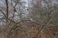 Russia, nature, early spring, old apple tree, last year`s apples