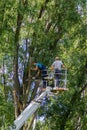 Russia, Nizhny Novgorod July 2020: Two workers are cutting down tree branches standing on a lifting platform. Professional