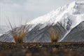 Against the background of snow-capped mountains