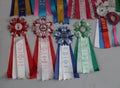 awards for the winners of the exhibition colored rosettes with a diploma assessment for a dog Royalty Free Stock Photo