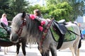 beautiful horse in the park for tourists to rent a pony with a saddle