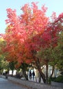 a bright tree with red leaves in the Park in autumn people walk