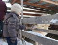 A child strokes an animal horse on a farm with a pony in winter