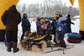 Russia, children and parents in winter skiing and sledding in the snow with husky dogs in harness