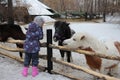 Children stroke horses ponies in the paddock animals on the farm Royalty Free Stock Photo