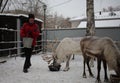 Russia, a female cattle breeder on a farm feeds reindeer animals in winter