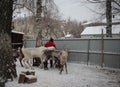 Russia, a female cattle breeder on a farm feeds reindeer animals in winter