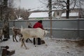 Russia, a female cattle breeder on a farm feeds reindeer animals in winter