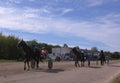 horses harnessed to a cart with a rider run at the racetrack for sports competitions in horse