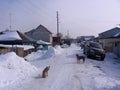 Russia, Novosibirsk, January 16, 2012: stray stray dogs roam the road in the village in the winter near the houses