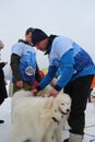 Russia, male owner keeps white dogs northern huskies for sledding in the snow
