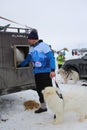 Russia, male owner keeps white dogs northern huskies for sledding in the snow