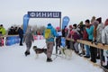 sled dogs huskies harnessed sleds huskies in Siberia in winter viewers watch