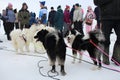 sled dogs huskies harnessed sleds huskies in Siberia in winter viewers watch